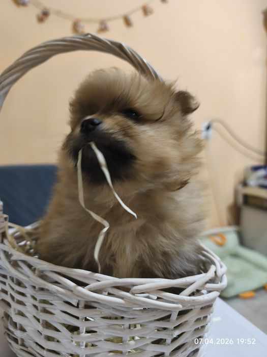 Продам щенков малого шпица