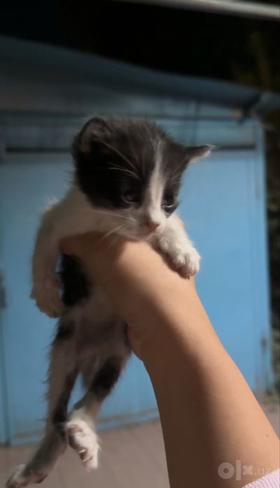 Котята Бесплатно