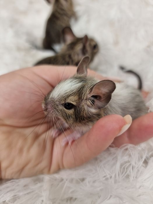 Бельчата - малышата Дегу