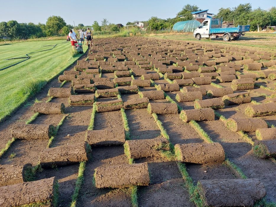 Gazon Rulou  Calugareni