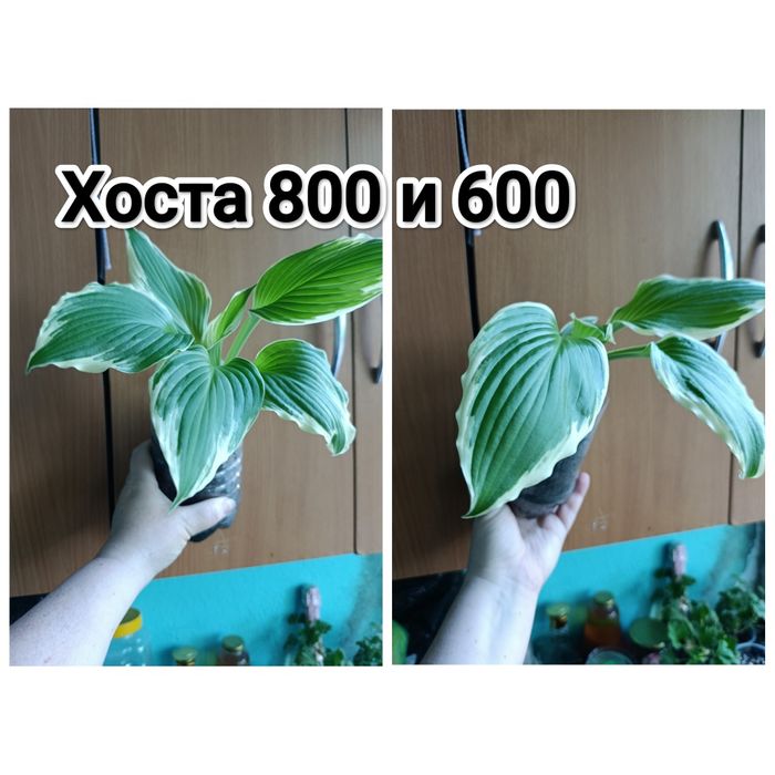 Многолетние цветы Кжби