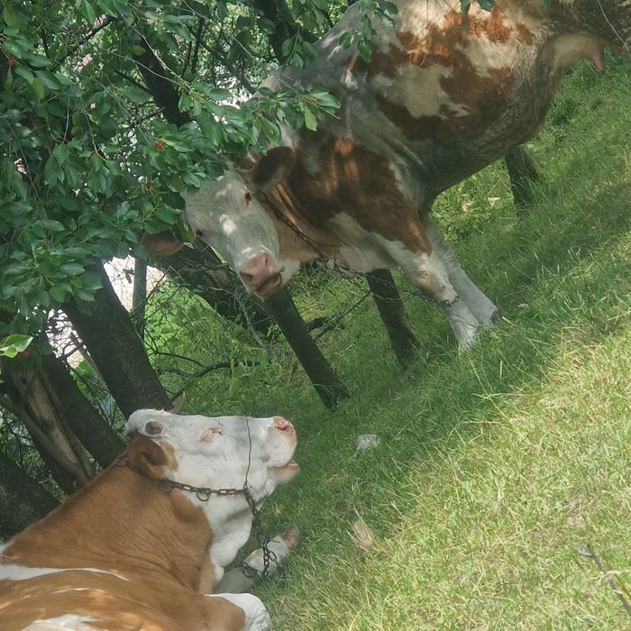 Vaca Baltata Romaneasca