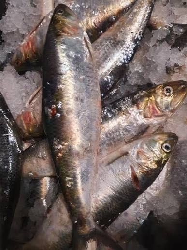 Scrumbie proaspătă de Dunăre