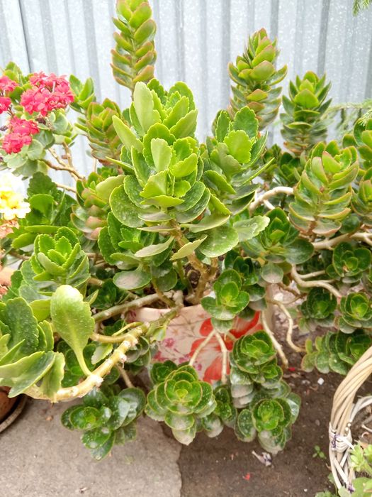 цветы герань и тд.