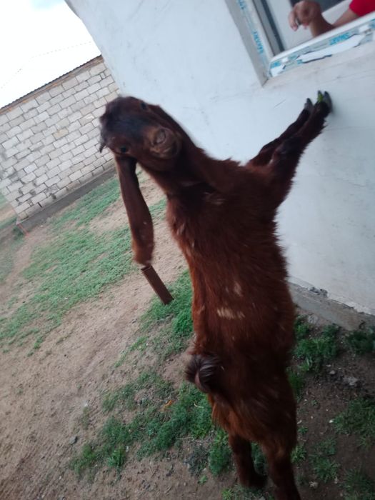 Нуб комари сатылады