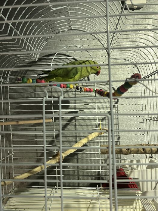 Попугай самка продаю