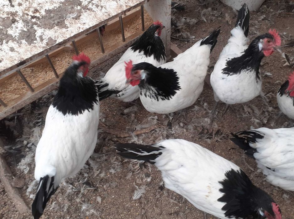 Vand oua pentru incubat de lakenvelder. lakenfelder.