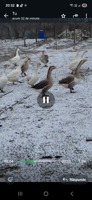 Oua gaste pentru incubat.