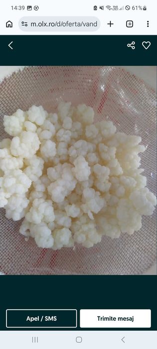 Ciuperca kefir chefir lapte