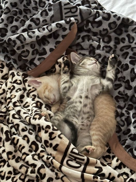Котята отдам даром