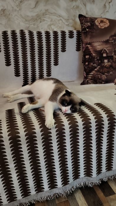 Отдам кошку бесплатно