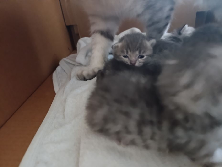 породистые котята