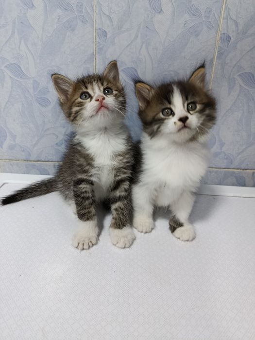 Продаются котята