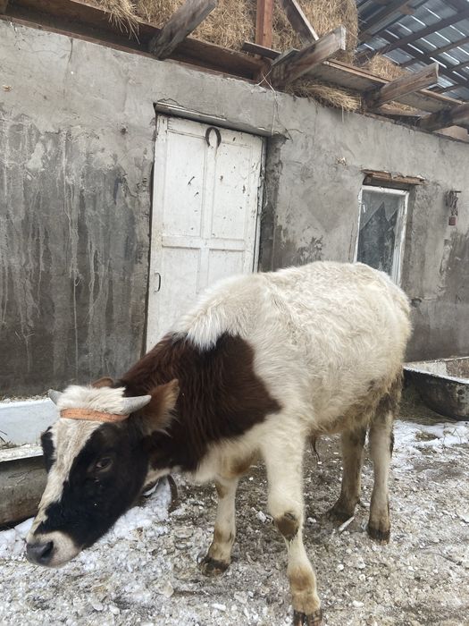 Продам бычка годовалого