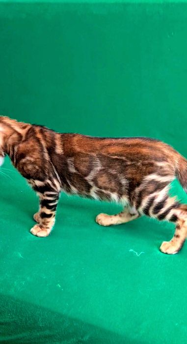 Чистокровные бенгалы разных окрасов под резерв