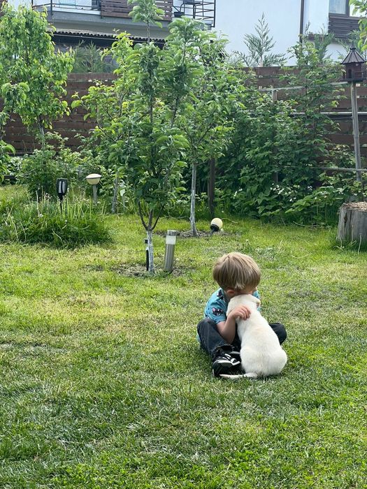 Labrador retriver pedigree