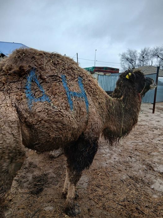 Буаз түйе сатылады .Жуас түйе