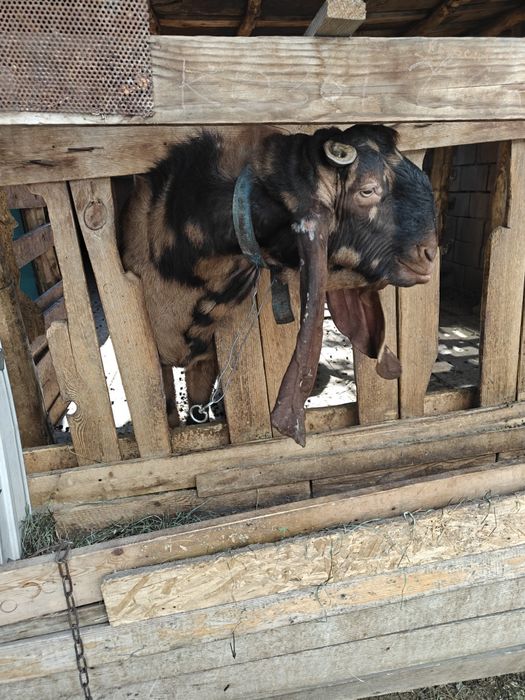 Козла ЧП камори. Возраст 2 года