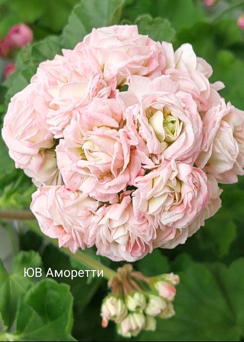 Пеларгонии укорененные