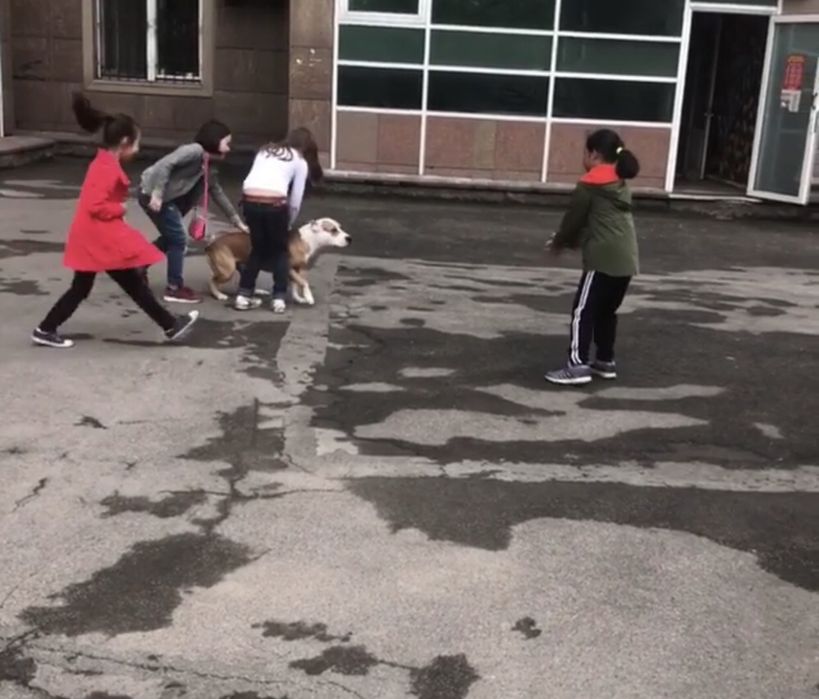 Кобель для вязки