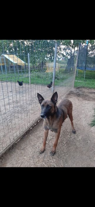Catel ciobanesc belgian malinois