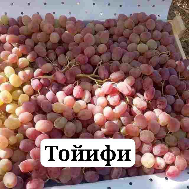 Uzum koʻchatlari sotiladi