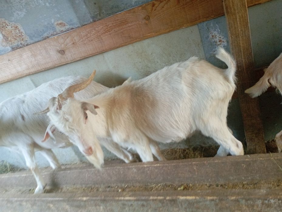 Vând țap de anul trecut