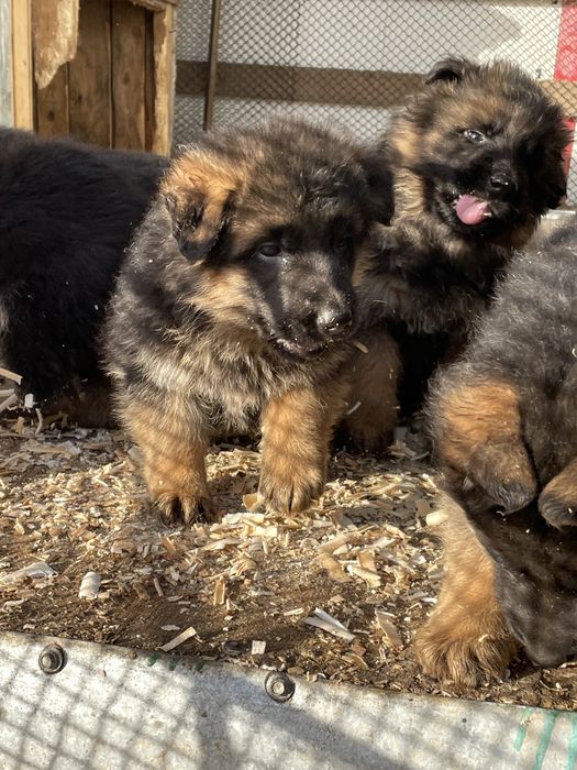 Щенки немецкой овчарки