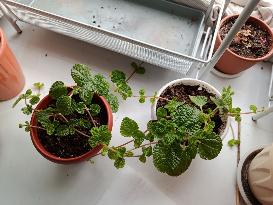 Комнатное растение. Пилея.