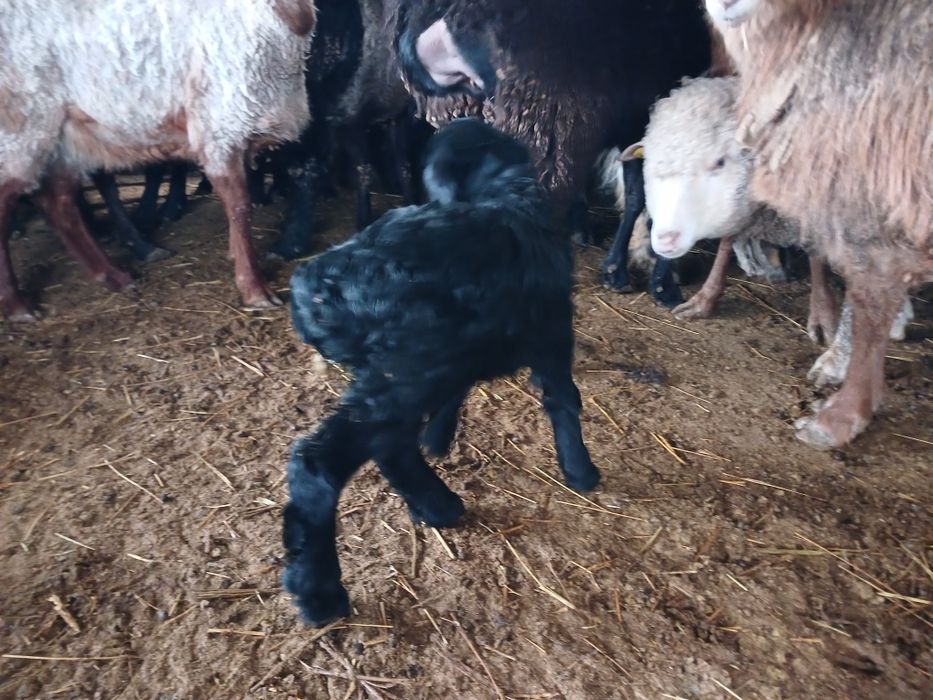 ҚозылыҚойларСатылады