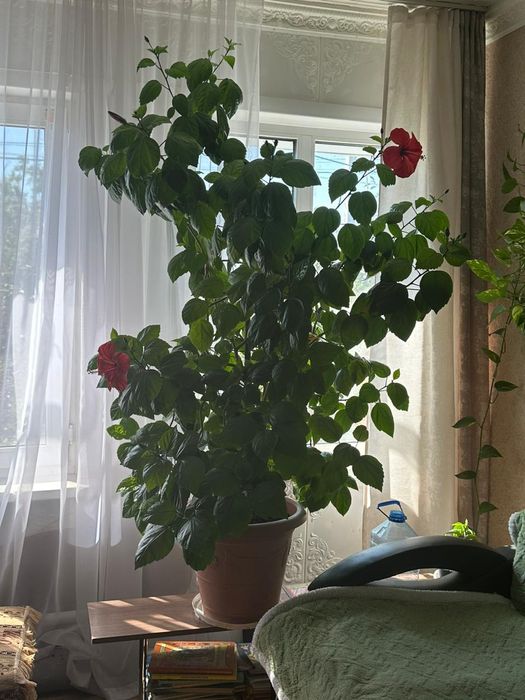 Продам цветок гибискус