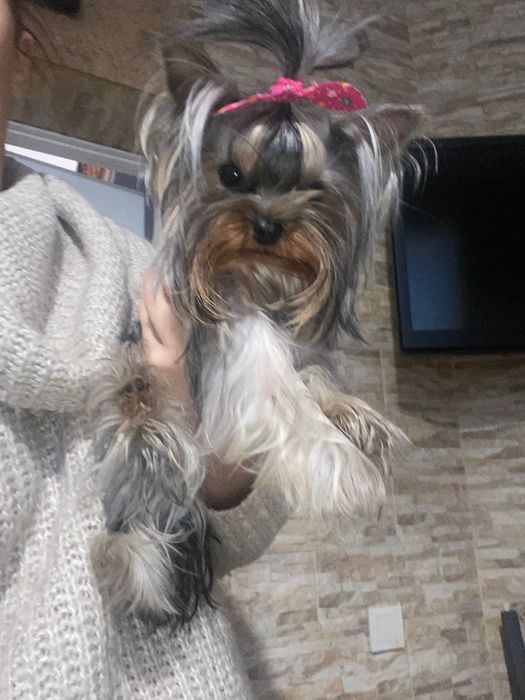 Микро йорк беби фейс