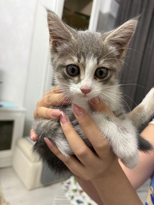 Отдам котенка 1,5-2,5 мес
