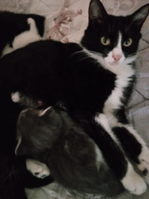 Отдам котят срочно