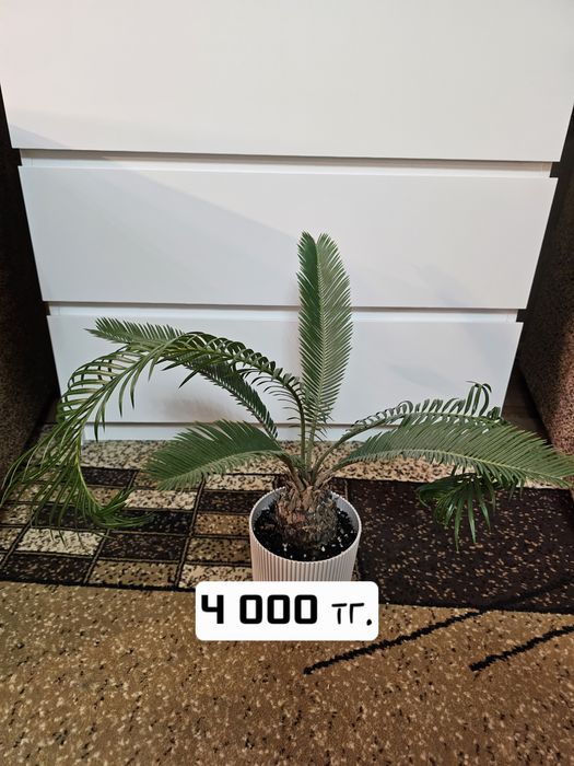 Продам комнатные растения.