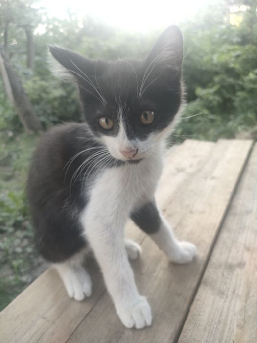 Котята, доставка до дверей