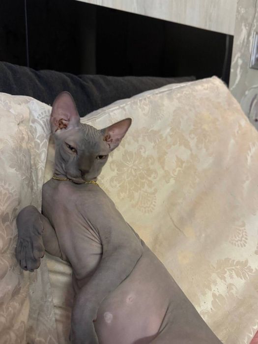 Вязка чистокровный канадский сфинкс