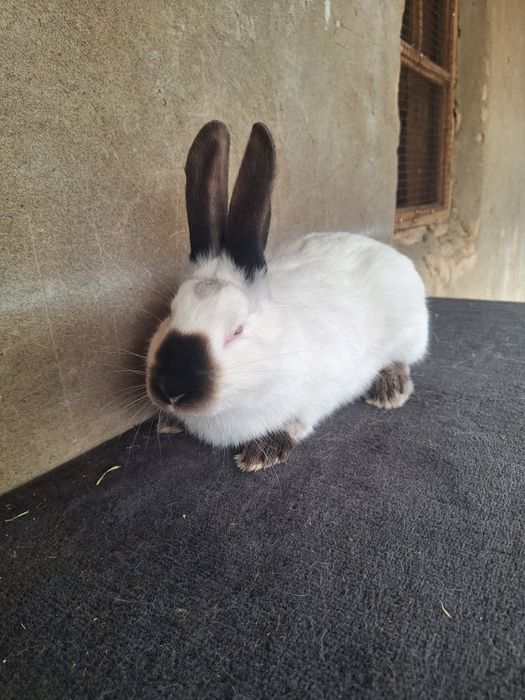 Калифорния самец