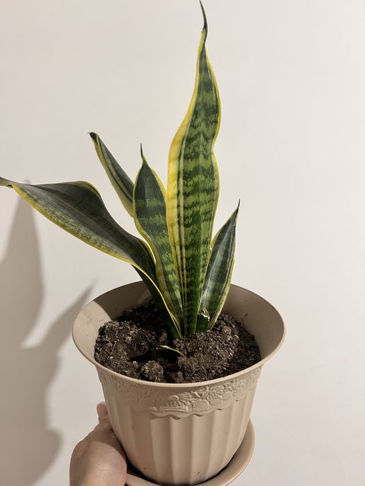 Продам  комнатные цветы