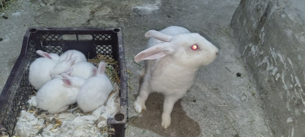 Quyon oilaviy sotiladi 5ta bolasi bitta onasi