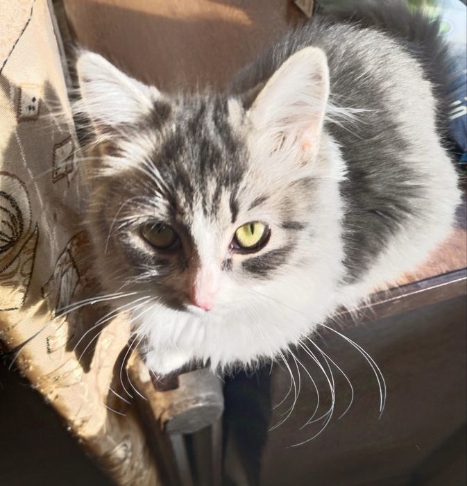 Котенок в добрые руки