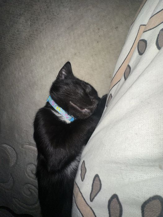 Отдам кошку 4 месяца мальчик