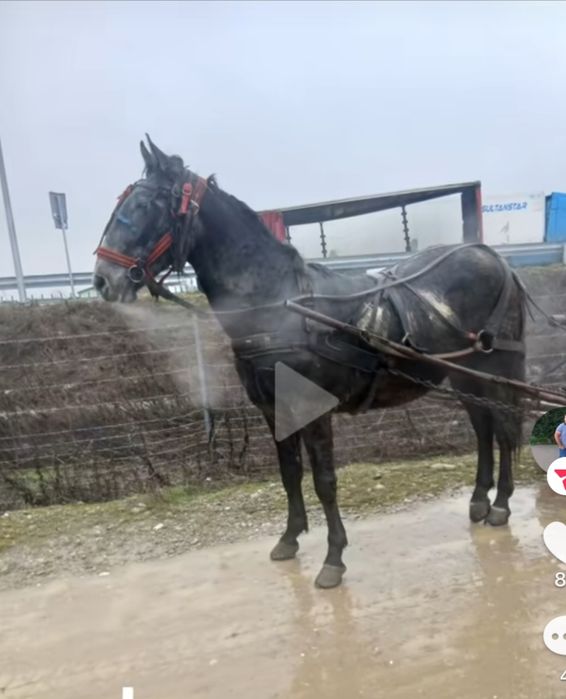 Manz lipitan disponibil