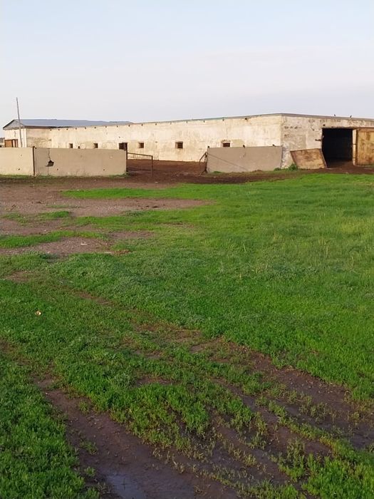 Животноводческое хозяйство