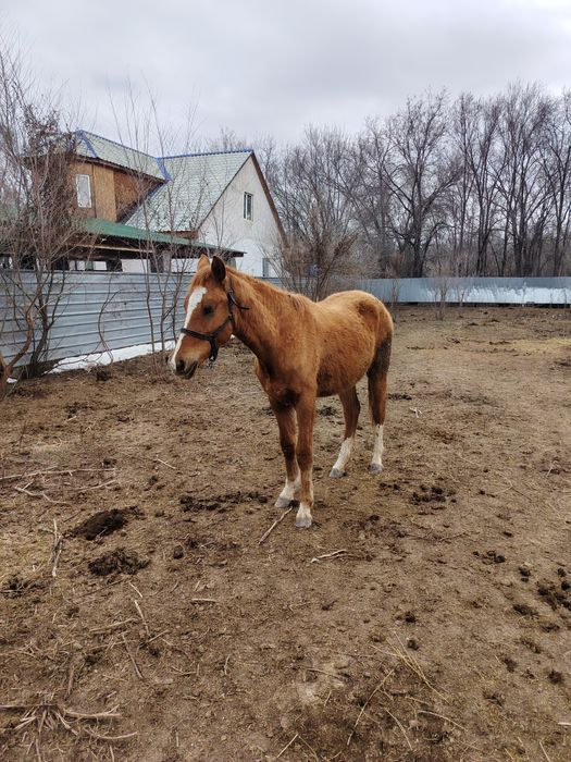 Продам лошадь байтал