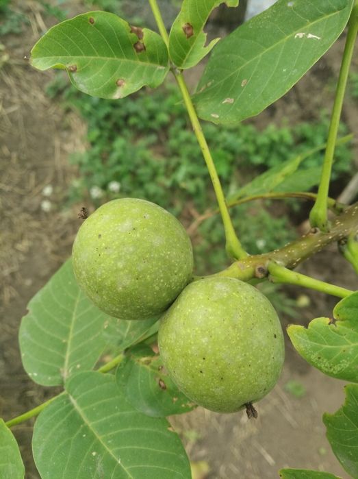 Продам саженец ореха