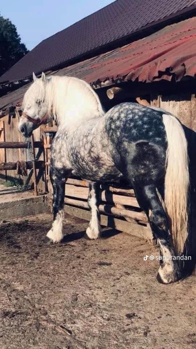 Manz de 1 an din tata Percheron