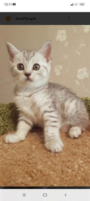 Британцы 1,5месяцев..Приученны.