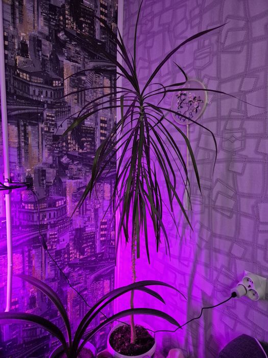 Продам пальму недорого