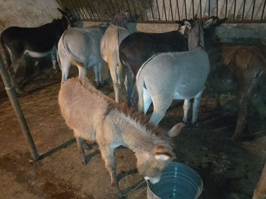 Vând lapte de Măgărita